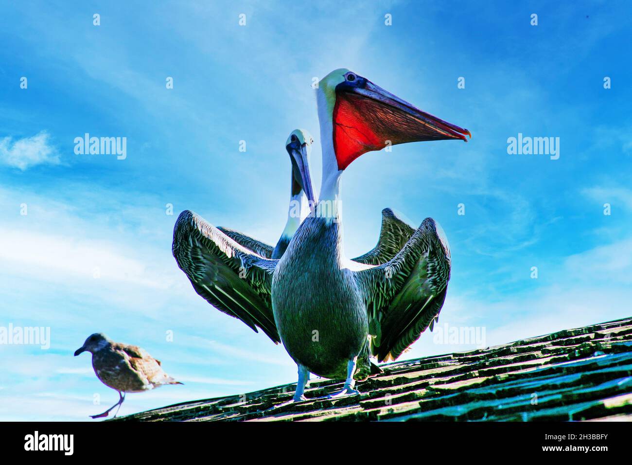 Pélicans perçant sur un toit Banque D'Images