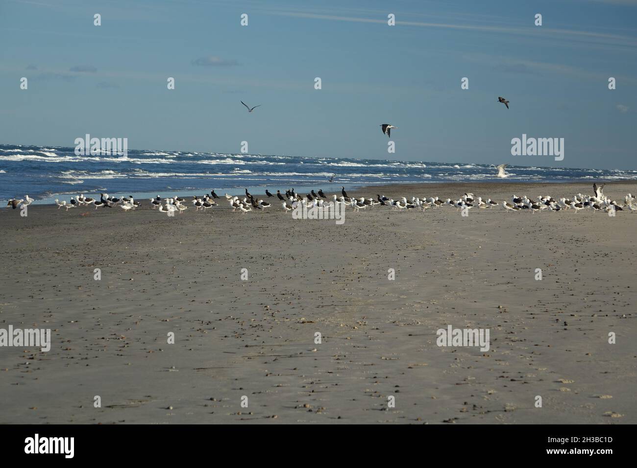 Troupeau d'oiseaux de mer à Skagen Nordstrand près du cap Grenen, point de rencontre de Skagerrak et Kattegat et point le plus septentrional du Danemark, Skagen Banque D'Images