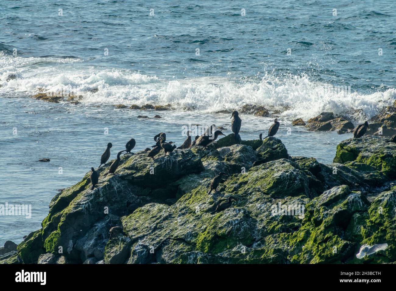 Groupe de cormorans sur une falaise dans la péninsule de Snaefellsnes, Islande Banque D'Images
