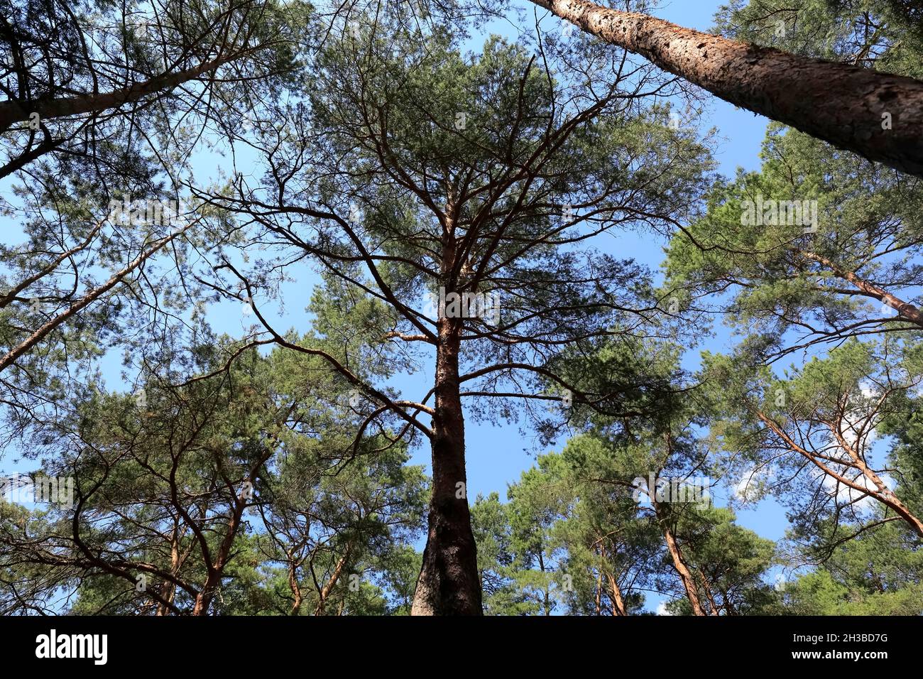 Un paysage naturel créé par de grands conifères.Cette forêt pousse en Pologne près du village connu sous le nom de Wilga. Banque D'Images