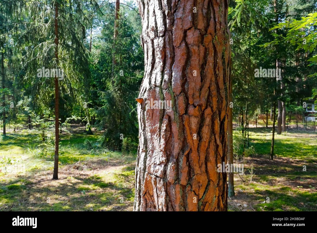 Le tronc épais de pin qui couvre l'écorce est vu dans la forêt parmi d'autres petits arbres.C'est un fragment d'une vaste zone forestière près du village de Banque D'Images