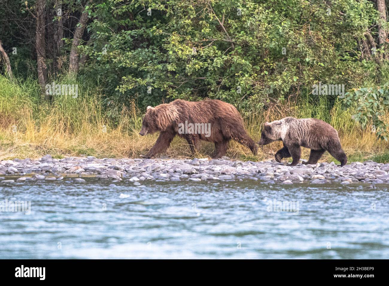 Mome et petit ours grizzli Banque D'Images