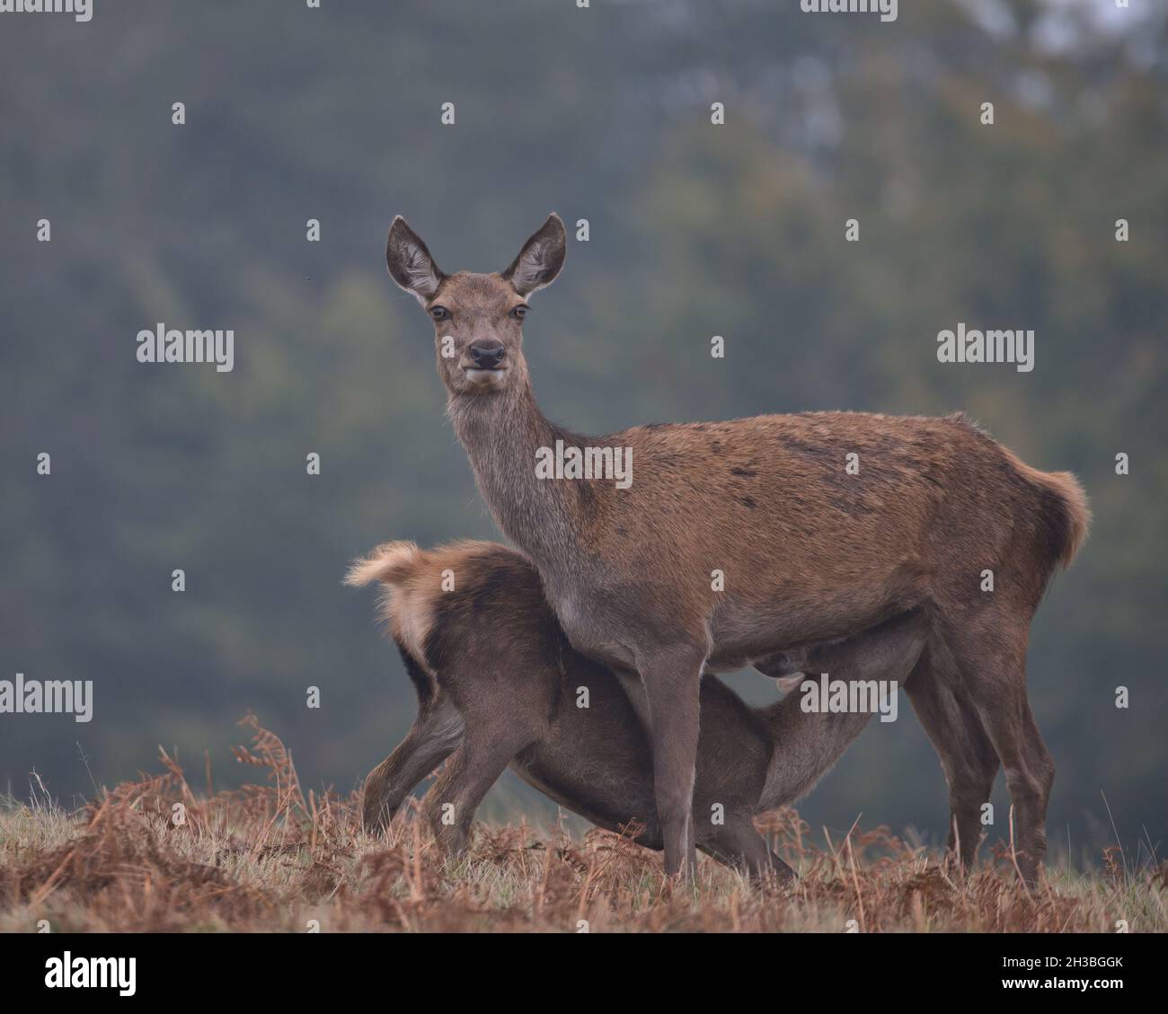 Le cerf rouge se hisse pour nourrir son mollet. Banque D'Images