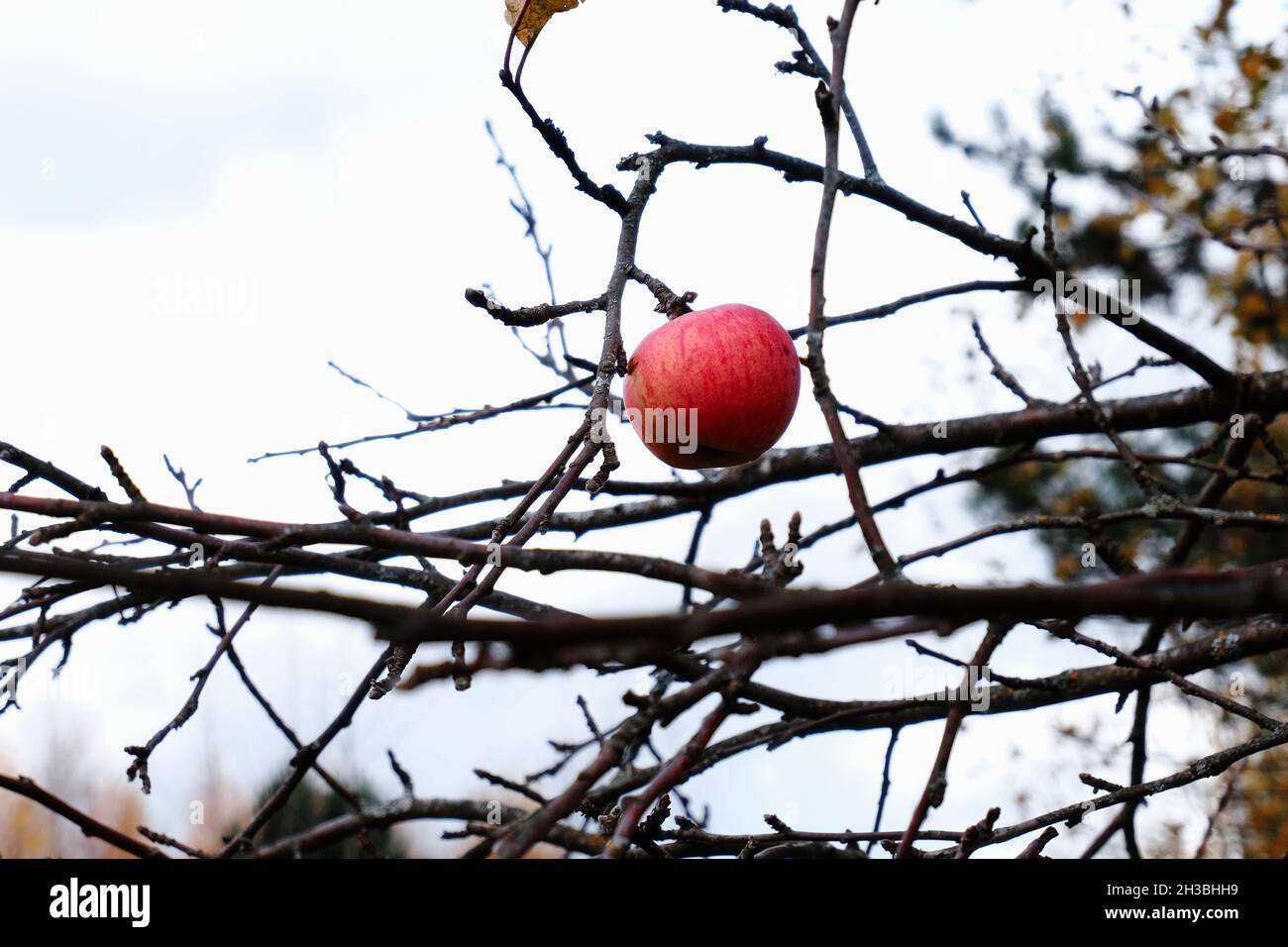 Une pomme mûre rouge pend sur une branche d'un pommier par mauvais temps d'automne. Banque D'Images