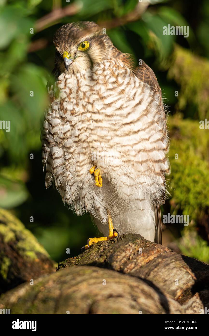 Le sparrowhawk femelle (Accipiter nisus), un oiseau de proie ou de rapaces perché dans un jardin, Royaume-Uni Banque D'Images
