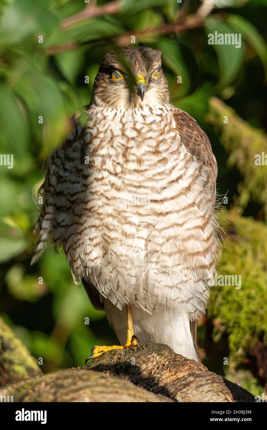 Le sparrowhawk femelle (Accipiter nisus), un oiseau de proie ou de rapaleur perché dans un jardin, au Royaume-Uni, avec une membrane nictitante couvrant les yeux Banque D'Images