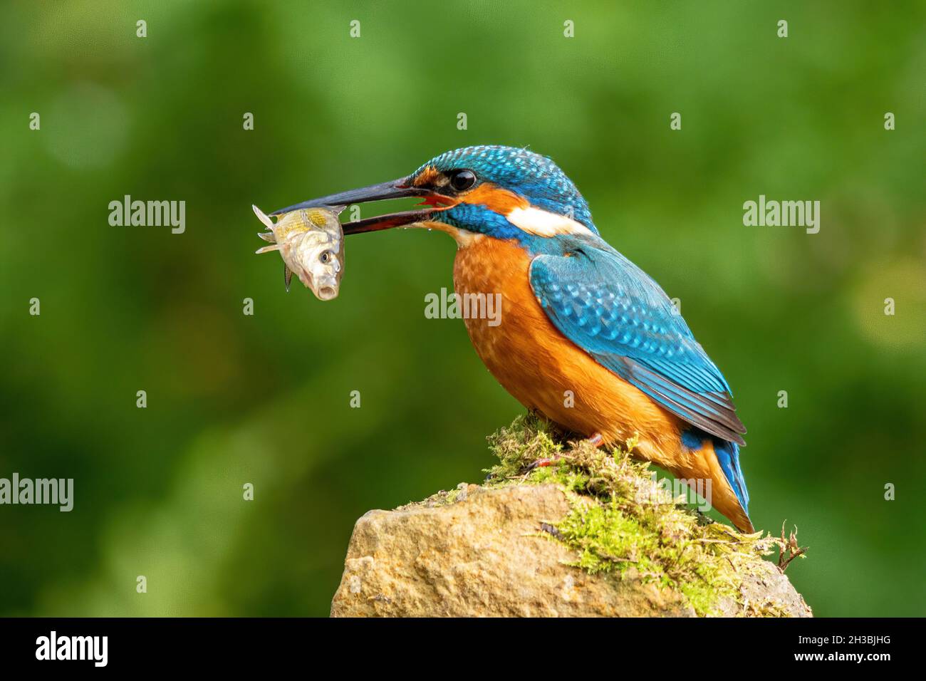 Kingfisher (Alcedo atthis), un oiseau britannique coloré, avec un poisson dans son bec, Royaume-Uni.Comportement d'alimentation. Banque D'Images