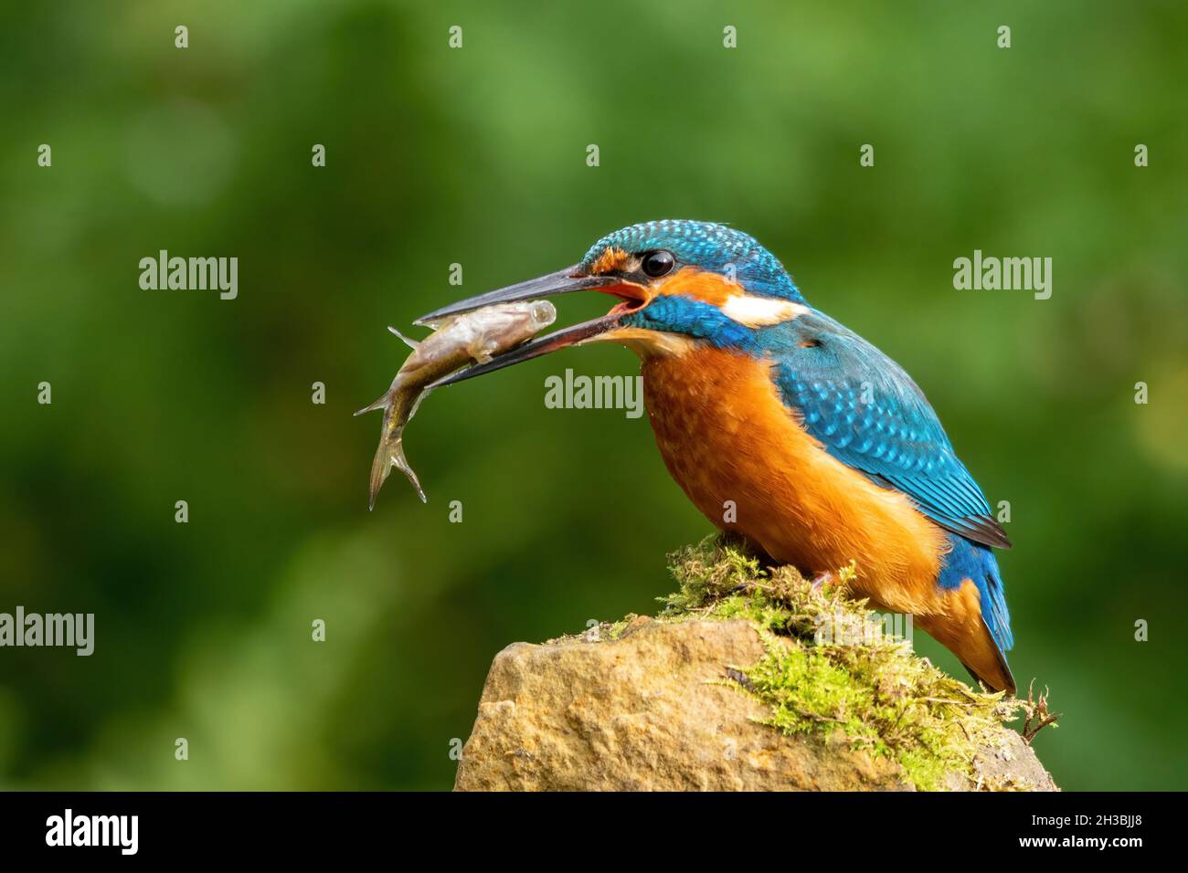 Kingfisher (Alcedo atthis), un oiseau britannique coloré, avec un poisson dans son bec, Royaume-Uni.Comportement d'alimentation. Banque D'Images
