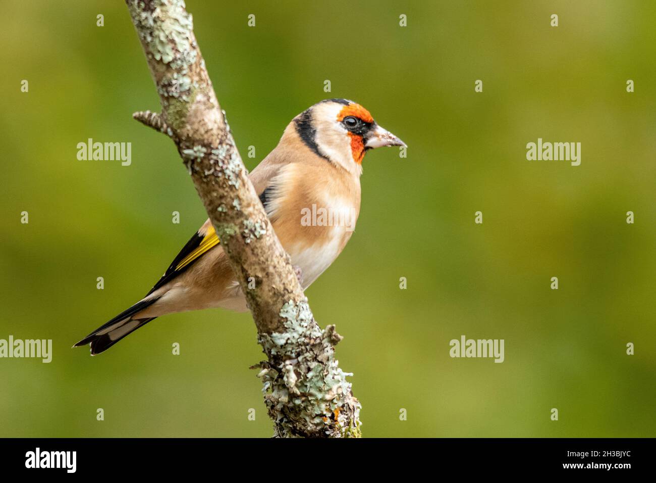 Goldfinch (Carduelis carduelis) perché dans un arbre, Royaume-Uni Banque D'Images