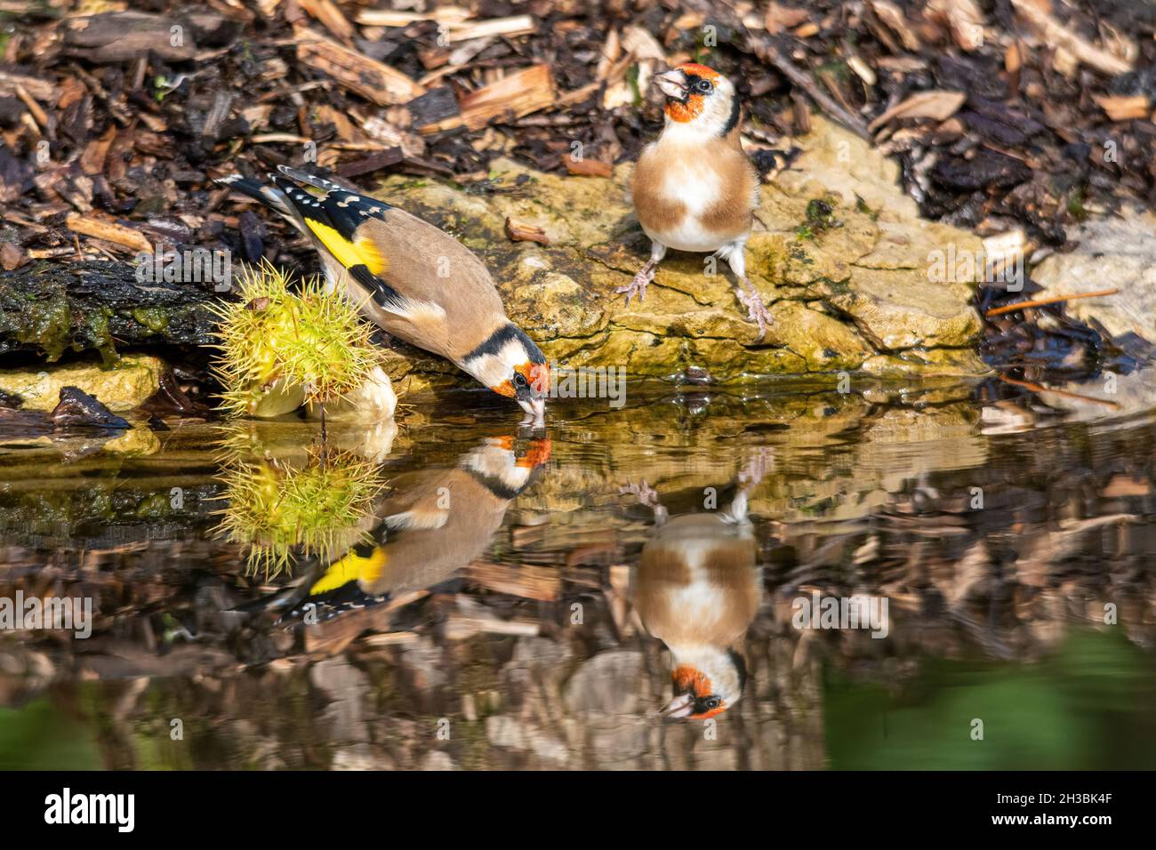 Deux goldfinches (Carduelis carduelis) à un étang de jardin, un ayant une boisson d'eau, Royaume-Uni Banque D'Images