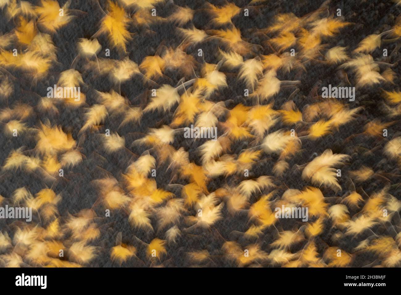 Feuilles d'érable tombées sur une chaussée mouillée, automne, Oregon Banque D'Images