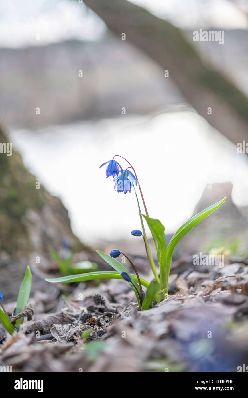 Les cloches se développent à travers les vieilles feuilles sur la rive du petit fleuve, région de Voronezh, Russie Banque D'Images