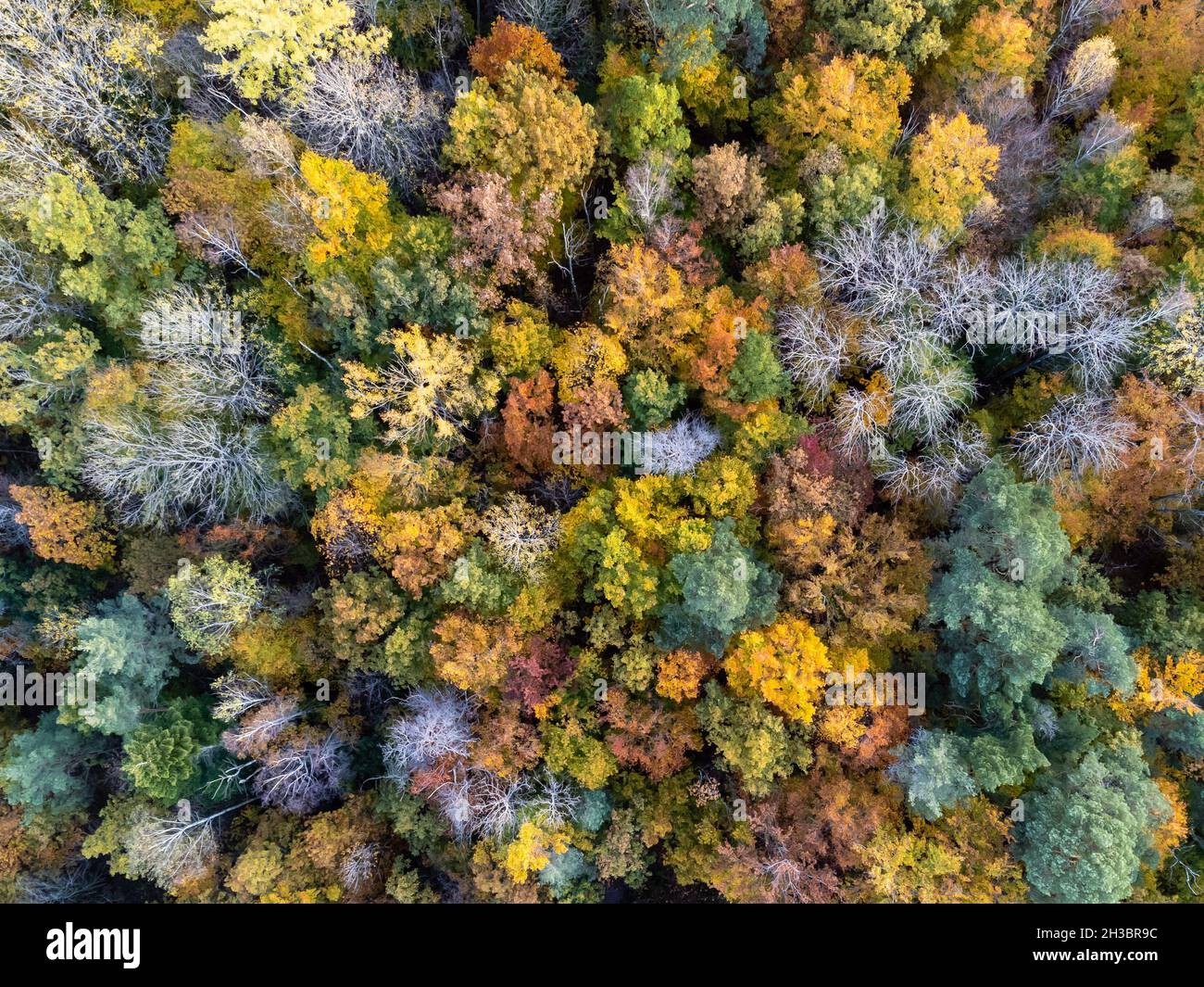 Photographie de drone, vue de haut en bas de la forêt dans les couleurs de l'automne. Banque D'Images