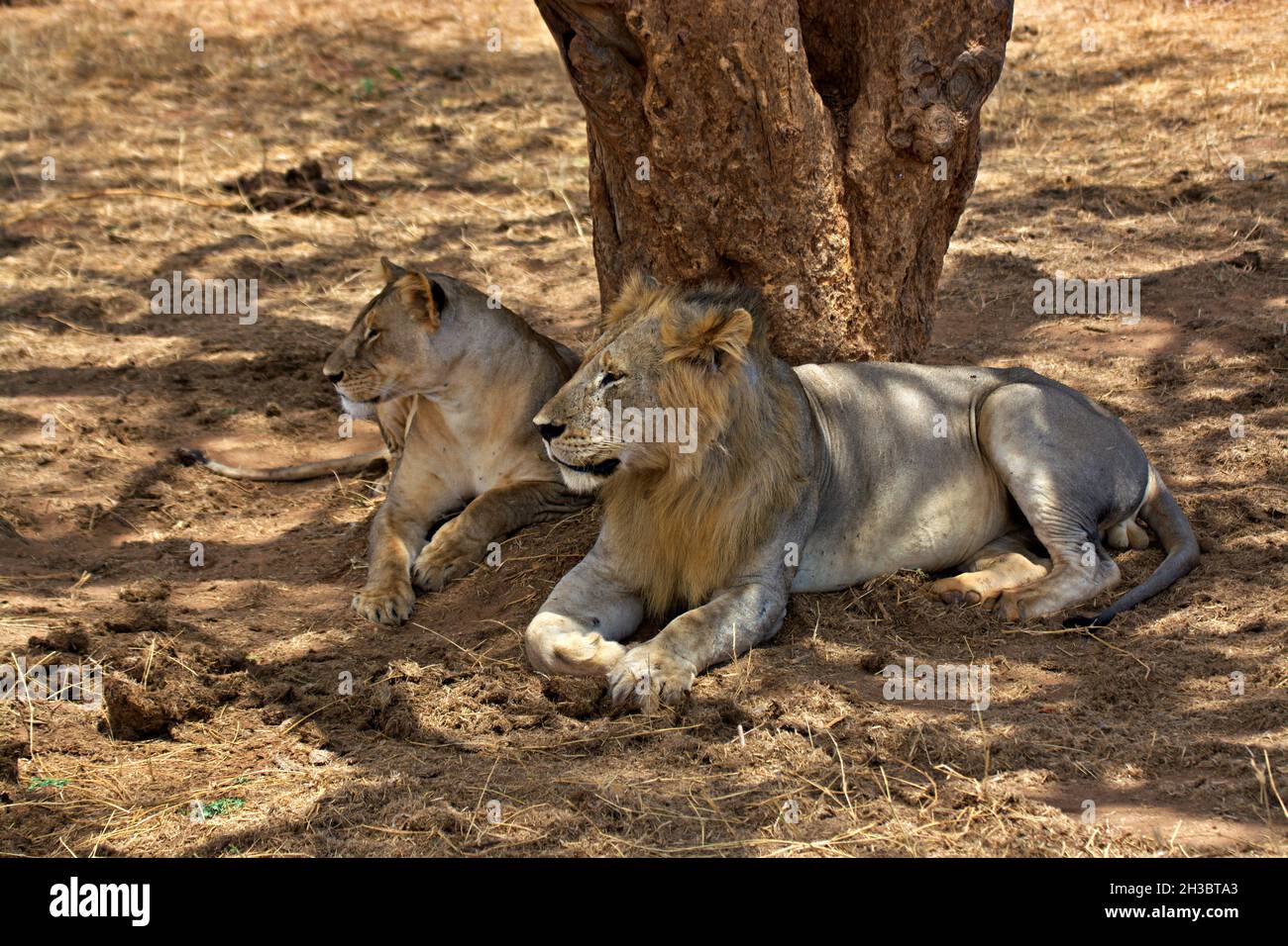 Lions en lune de miel, Kenya Banque D'Images