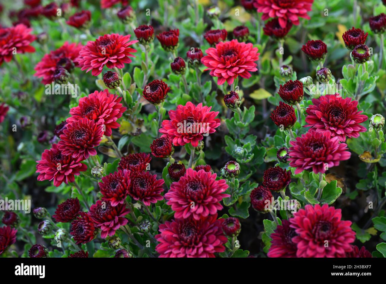 Automne rouge bordeaux chrysanthème fleurs vivaces gros plan à l'extérieur. Banque D'Images