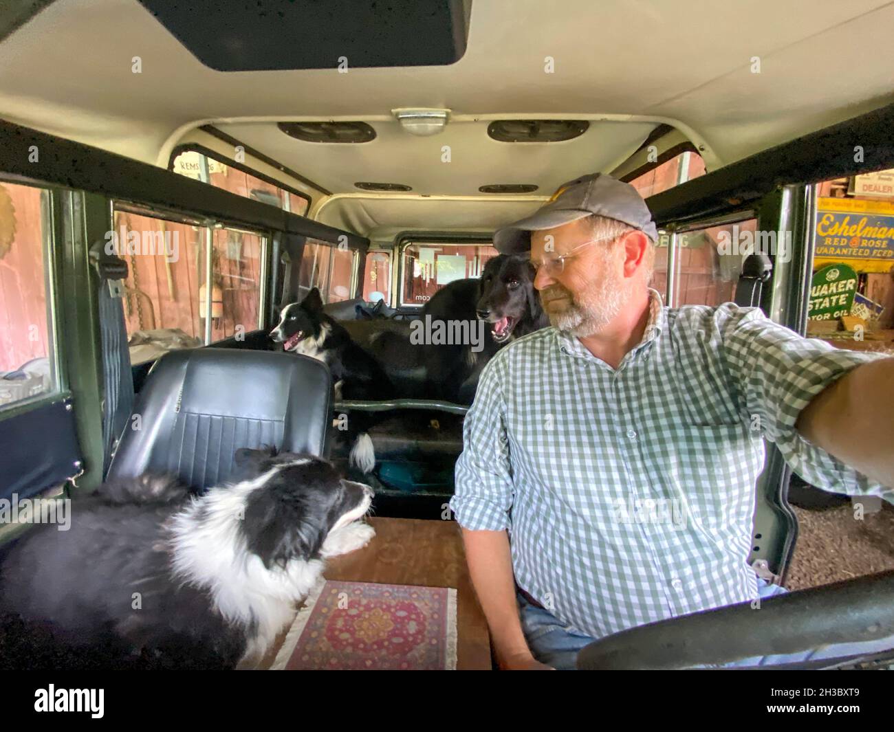 Homme à l'intérieur de Land Rover avec trois Border Collies, Fallston, MD Banque D'Images