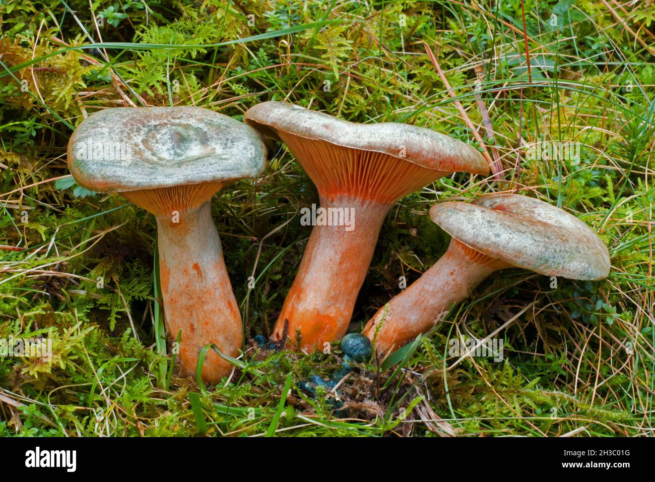 Le Lactarius deterrimus (fausse laque de safran) est commun dans les forêts de conifères et est principalement distribué en Europe, mais aussi dans certaines parties de l'Asie. Banque D'Images