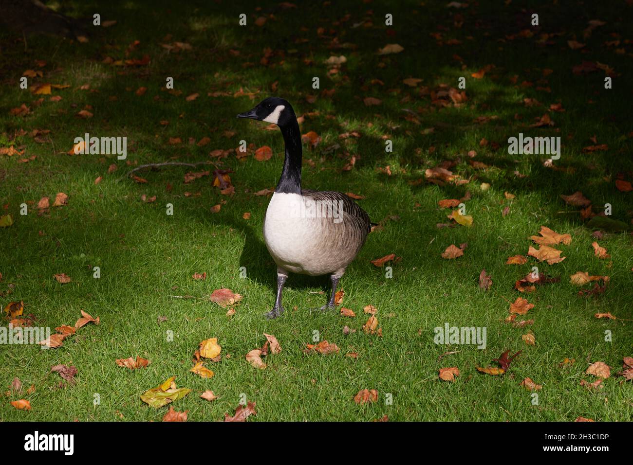 Une seule oie du Canada vue sur l'herbe en automne. Banque D'Images