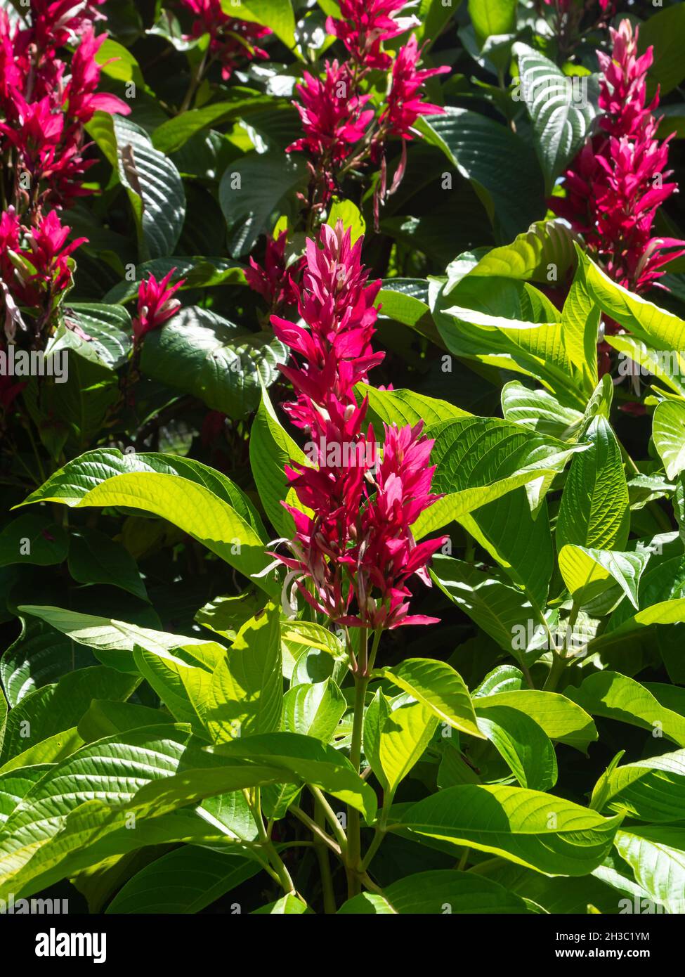Red Ginger, également calle Ostrich Plume et Pink Cone Ginger (Alpinia purpurata), Fleur rouge dans un jardin à Medellin, Colombie Banque D'Images