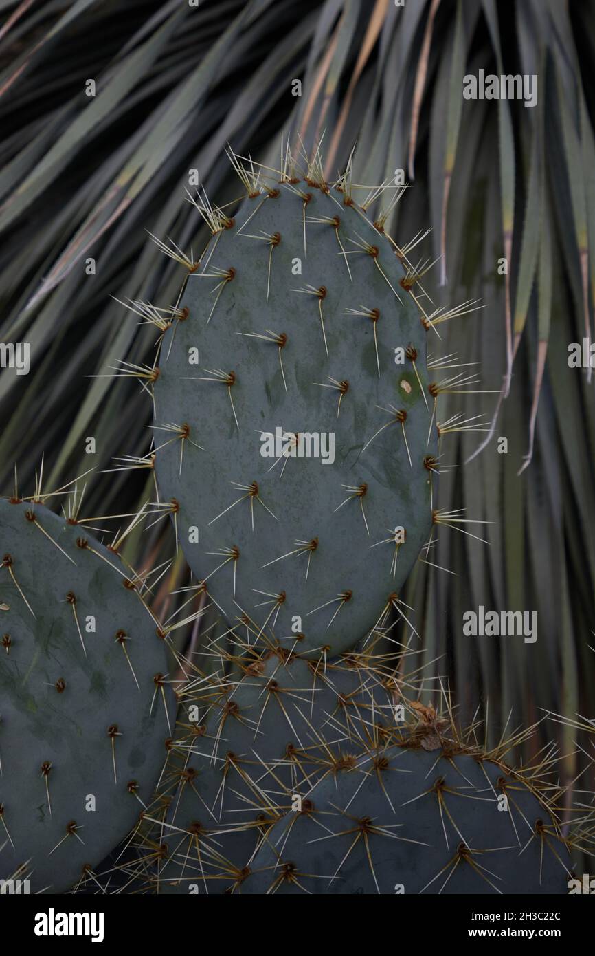 Gros plan de l'usine de cactus Opuntia robusta. Banque D'Images