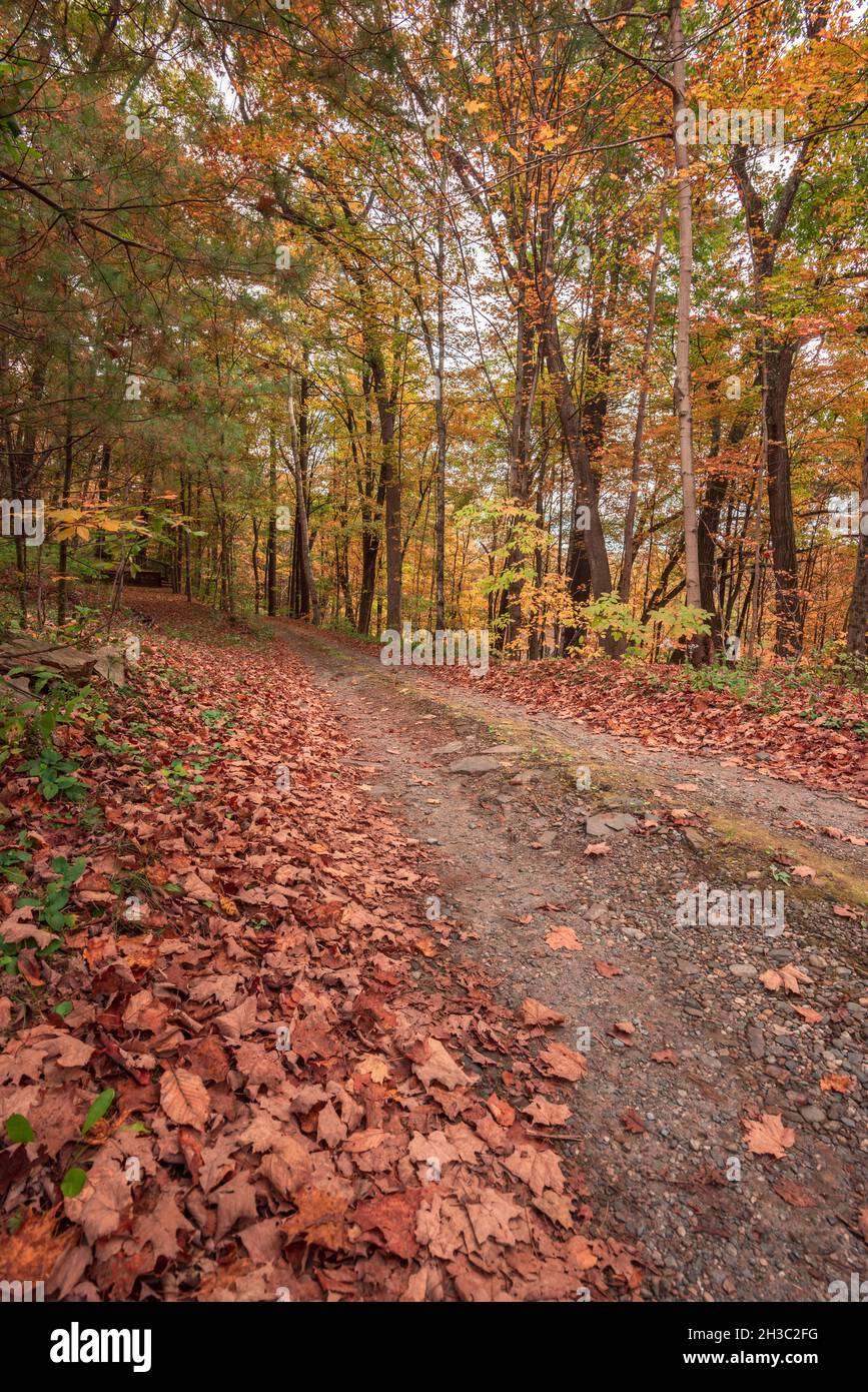 Feuillage d'automne en octobre dans le Massachusetts avec des feuilles sur la route pendant les couleurs d'automne à travers la forêt Banque D'Images