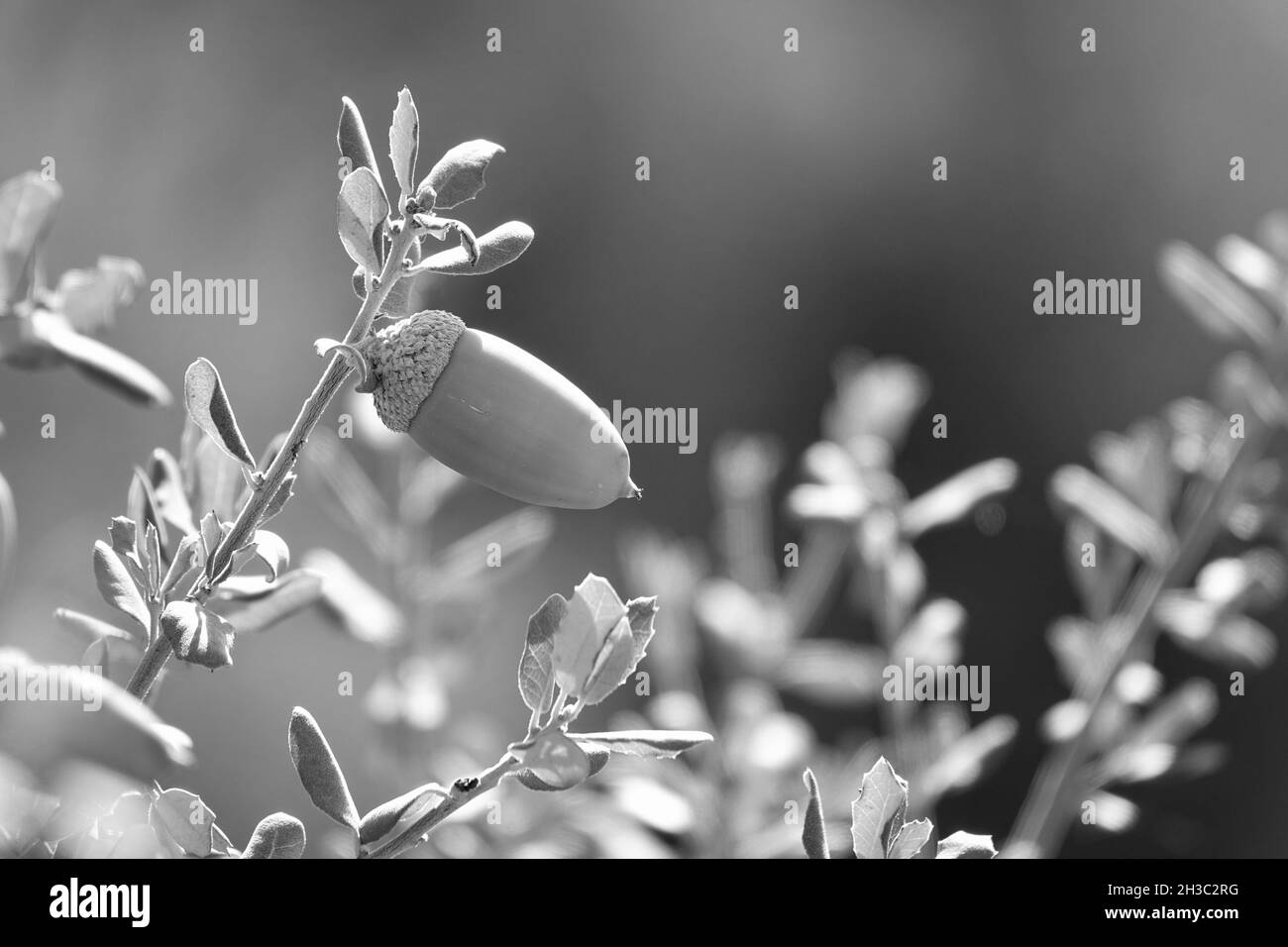 Photographie en noir et blanc d'un gland sur la branche d'un chêne Banque D'Images