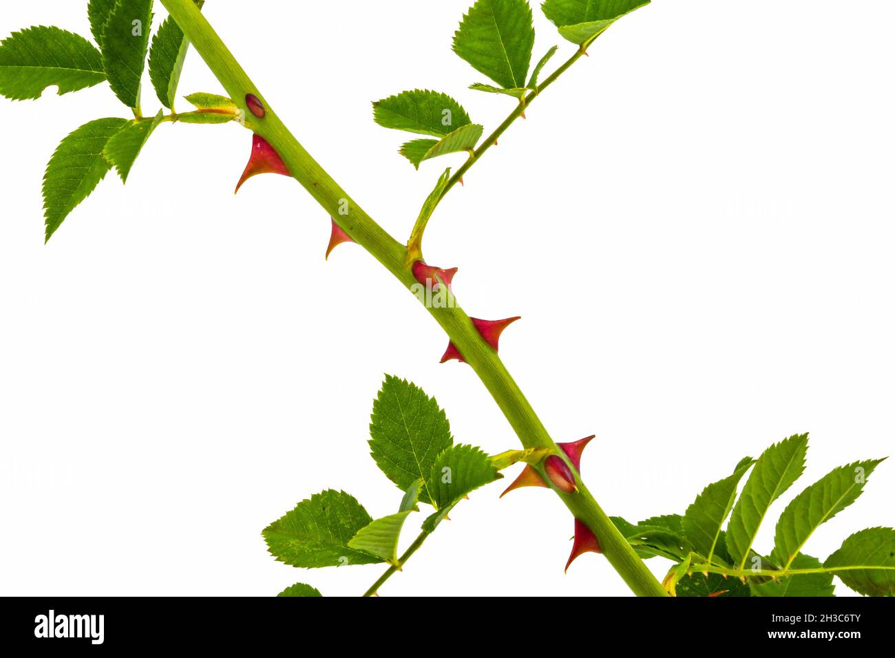 Vue rapprochée de la tige d'une plante rose isolée sur un fond blanc Uni.Copier l'espace.Personne. Banque D'Images