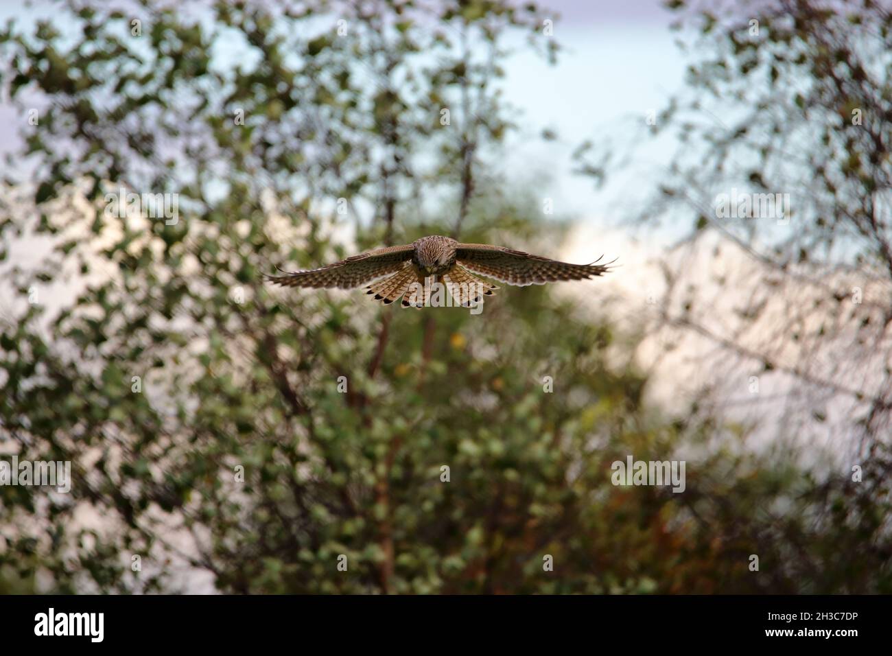 Un kestrel (Falco tinnunculus) en vol stationnaire (stationnaire) bas dans les bois traquant son prochain repas Banque D'Images