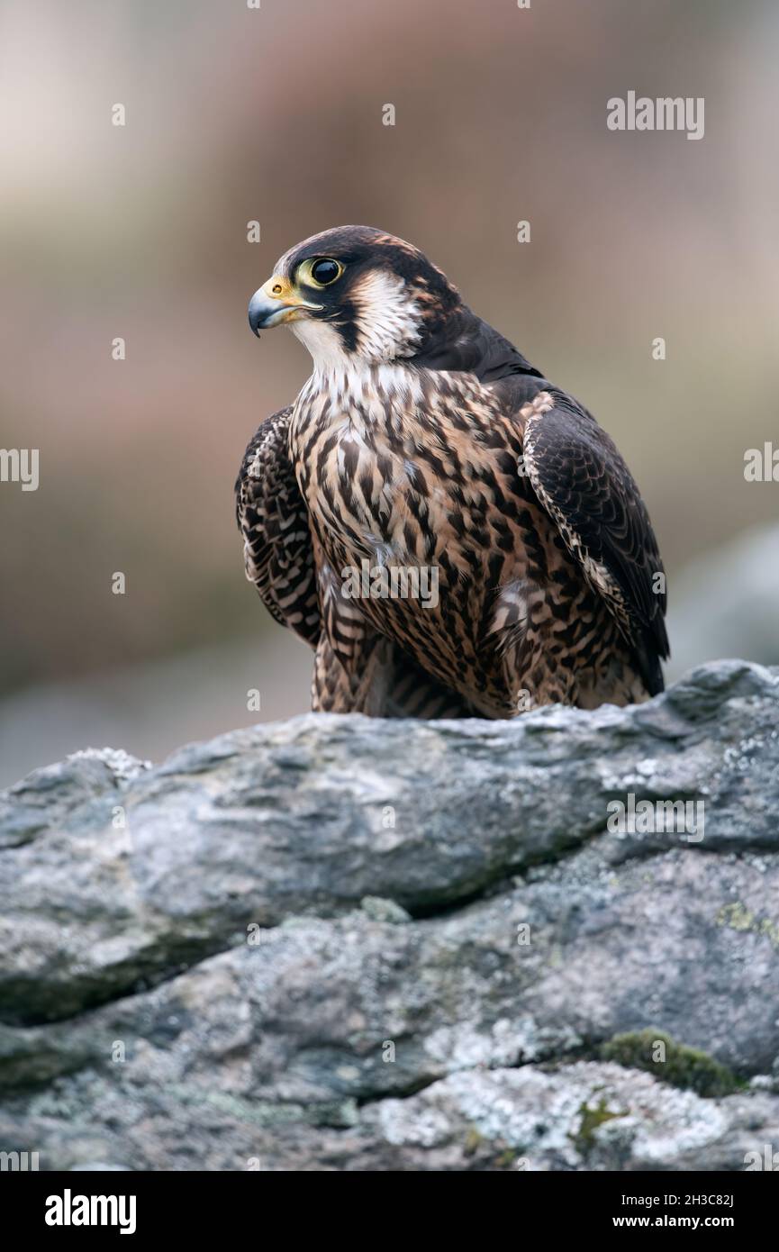 Faucon pèlerin (Falco peregrines) arpentant les environs d'une grande corniche rocheuse Banque D'Images