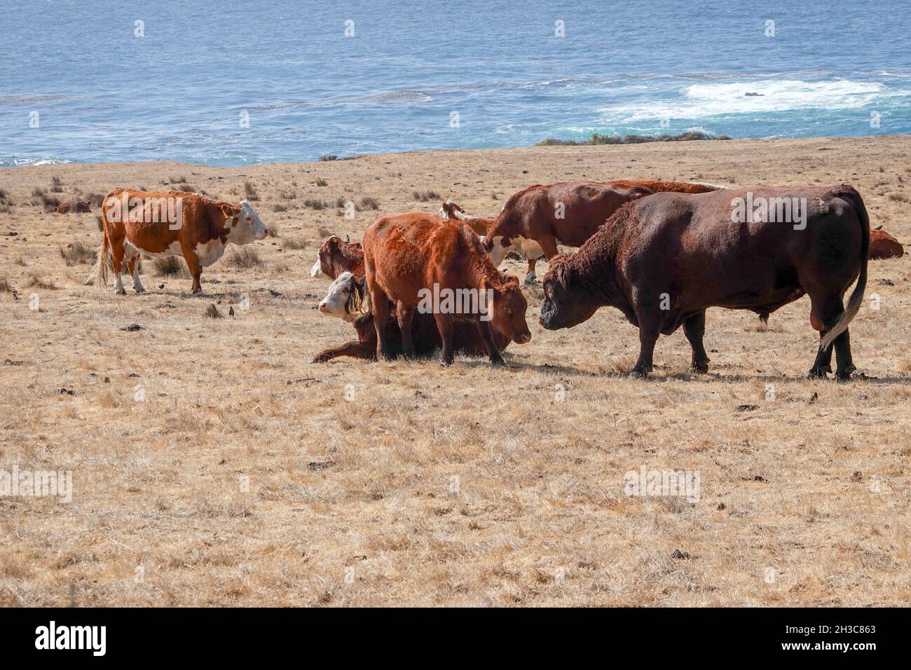 Bovins de boucherie pageant le long de la falaise pris de l'autoroute de la côte du Pacifique dans le comté de Big sur Monterey, Californie, États-Unis Banque D'Images