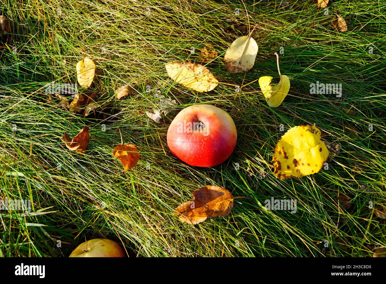 Une magnifique pomme mûre couchée dans l'herbe verte le jour ensoleillé d'octobre Banque D'Images