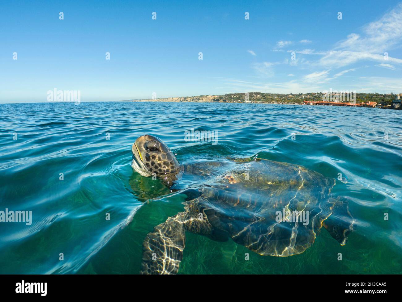San Diego, Californie, États-Unis.20 octobre 2021.Une tortue de mer verte  du Pacifique est vient pour l'air dans l'anse de la Jolla où une petite  colonie de tortues s'est installée.Les tortues semblent être