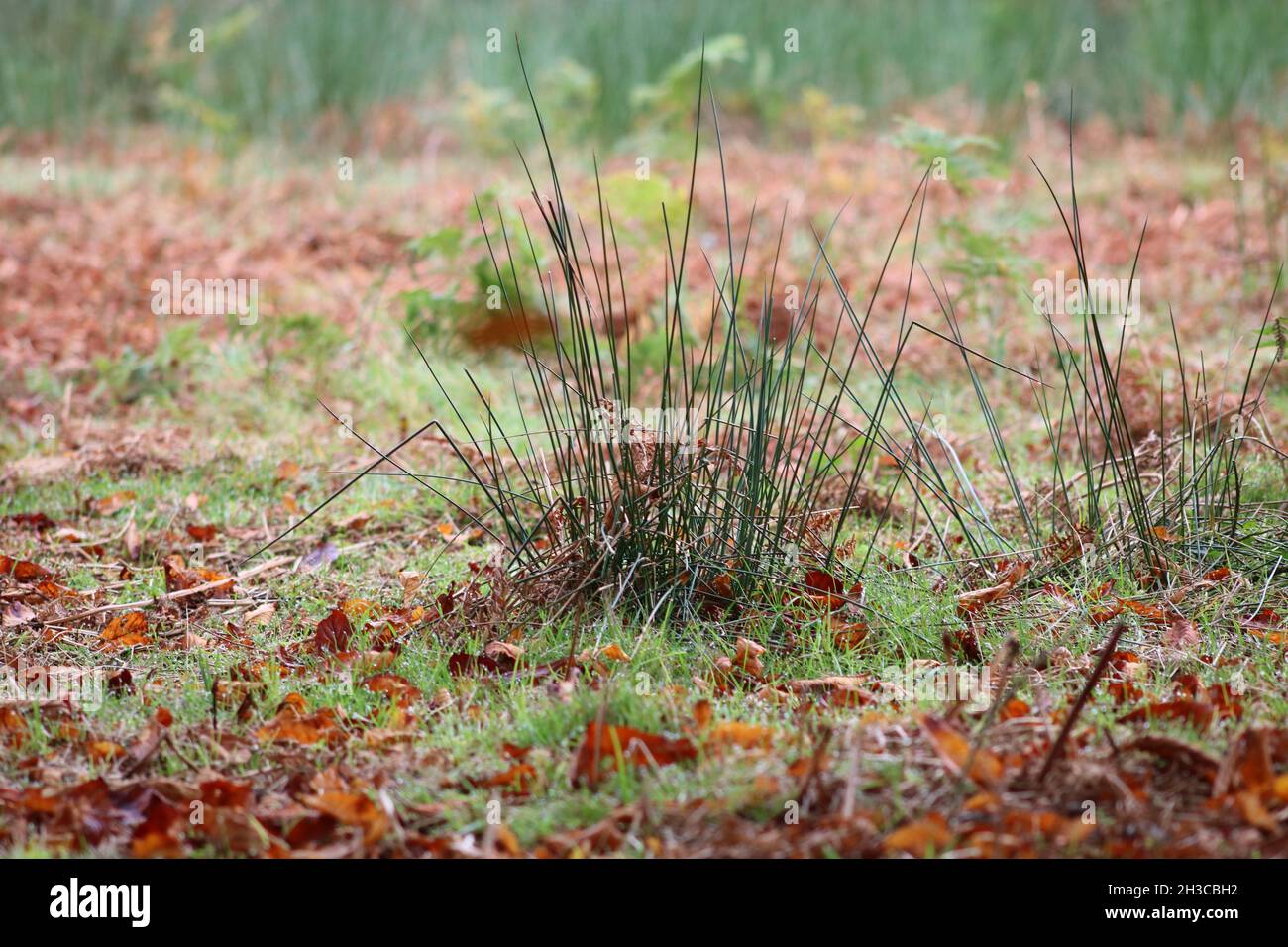 Tuft d'herbe de cassis et de feuilles brunes en scène d'automne Banque D'Images