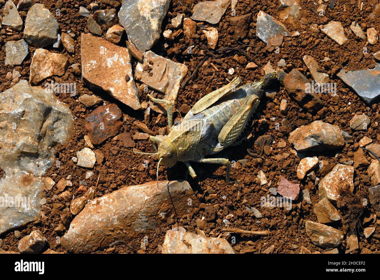 Callipamus italicus (le criquet italien) est une espèce polyphageuse, capable de se nourrir de diverses plantes sauvages, mais aussi de cultures, en particulier de légumineuses. Banque D'Images