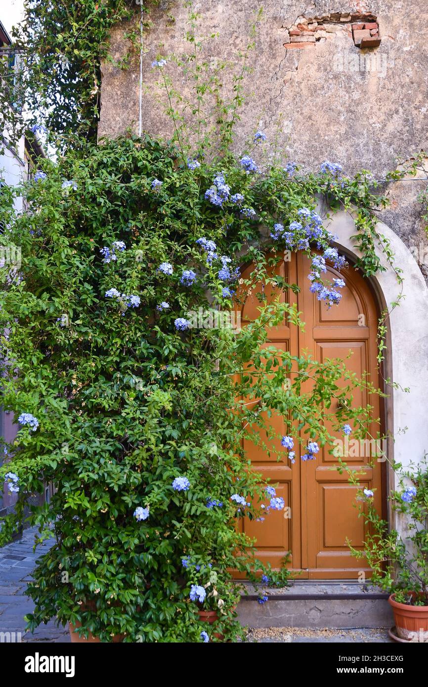 Gros plan de la porte d'entrée d'un ancien bâtiment avec une plante à fleurs de plumbago sur la façade en été, Castagneto Carducci, Livourne, Toscane Banque D'Images
