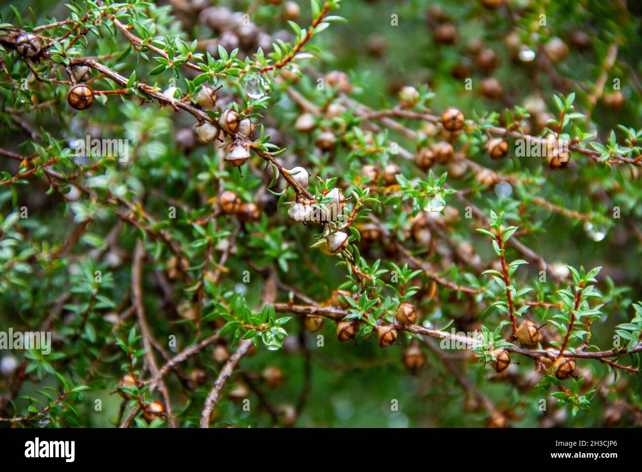 Détail des capsules de fruits de manuka humides et des branches après la pluie Banque D'Images
