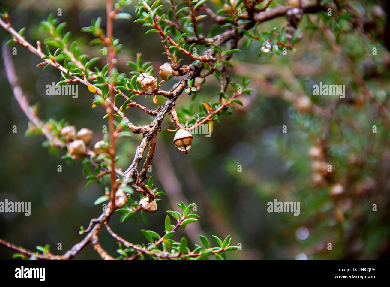 Détail des capsules de fruits de manuka humides et des branches après la pluie Banque D'Images