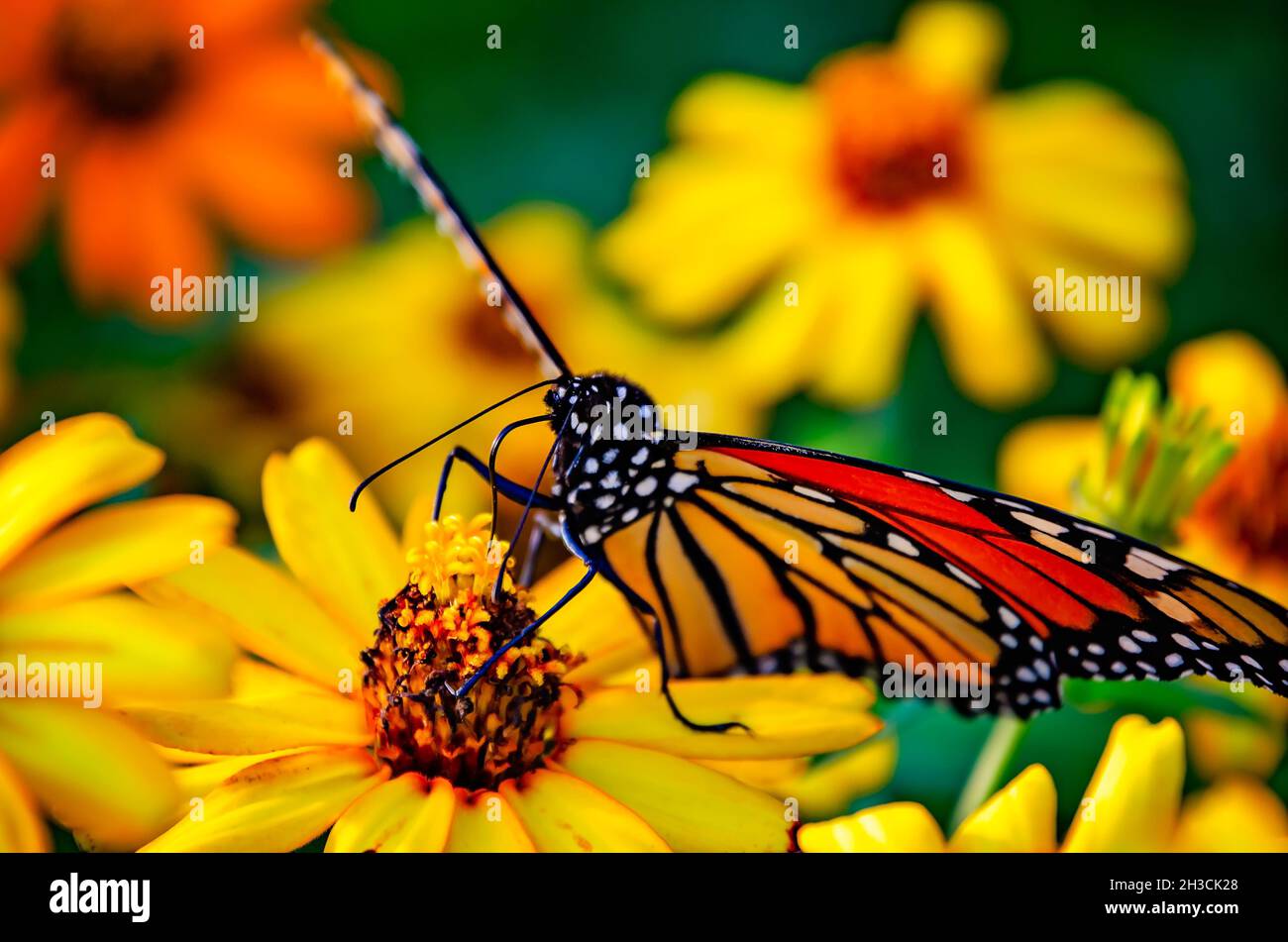 Un papillon monarque (Danaus plexippus) se nourrit d'un zinnia (Zinnia angustifolia) rampant pendant la migration d'automne, le 23 octobre 2021, à Fairhope, Alabama. Banque D'Images