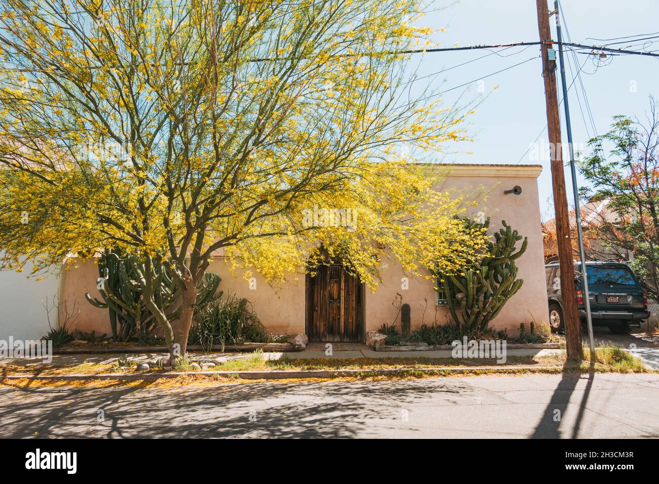 Un arbre aux tons de fleurs jaunes une maison en adobe avec une grande porte en bois à Barrio Viejo, Tucson, AZ Banque D'Images