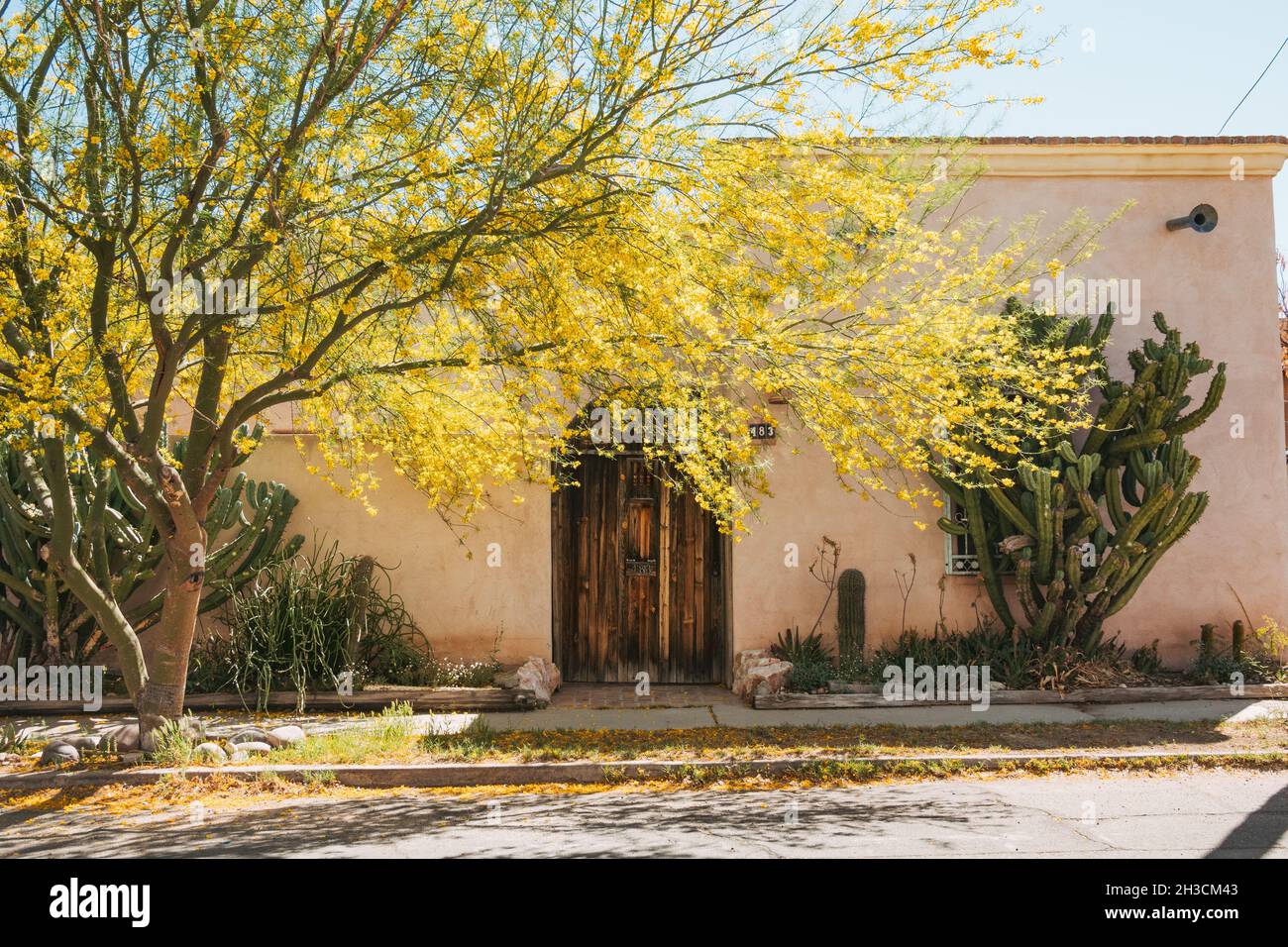 Un arbre aux tons de fleurs jaunes une maison en adobe avec une grande porte en bois à Barrio Viejo, Tucson, AZ Banque D'Images
