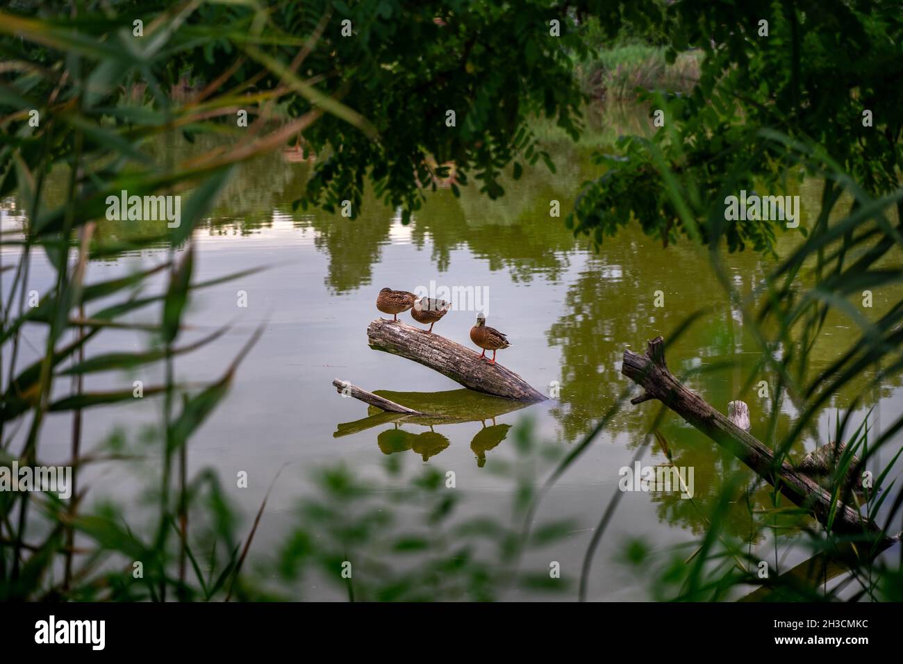 Trois canards assis sur une branche d'arbre sortant de l'eau, encadrés par des roseaux, Dunakeszi, Hongrie Banque D'Images