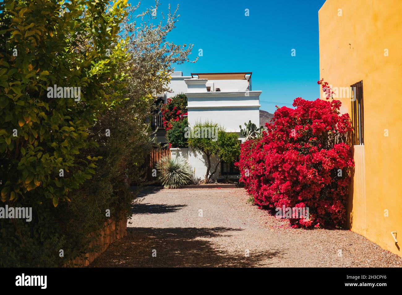Des fleurs roses vibrantes sont à l'entrée d'une maison en adobe à Barrio Viejo, Tucson, Arizona Banque D'Images