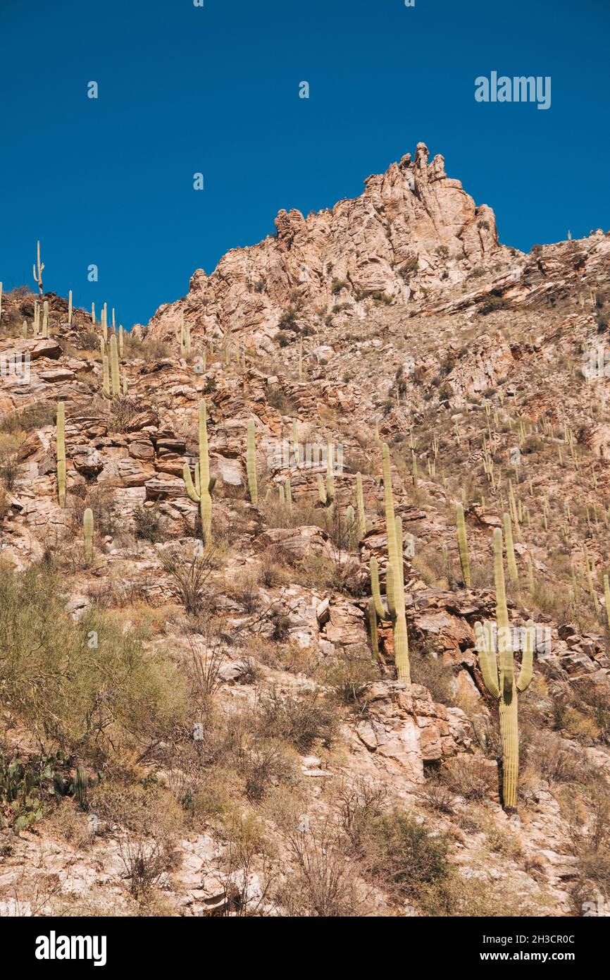Le paysage aride et parsemé de cactus du canyon Sabino, à la périphérie de Tucson, en Arizona Banque D'Images