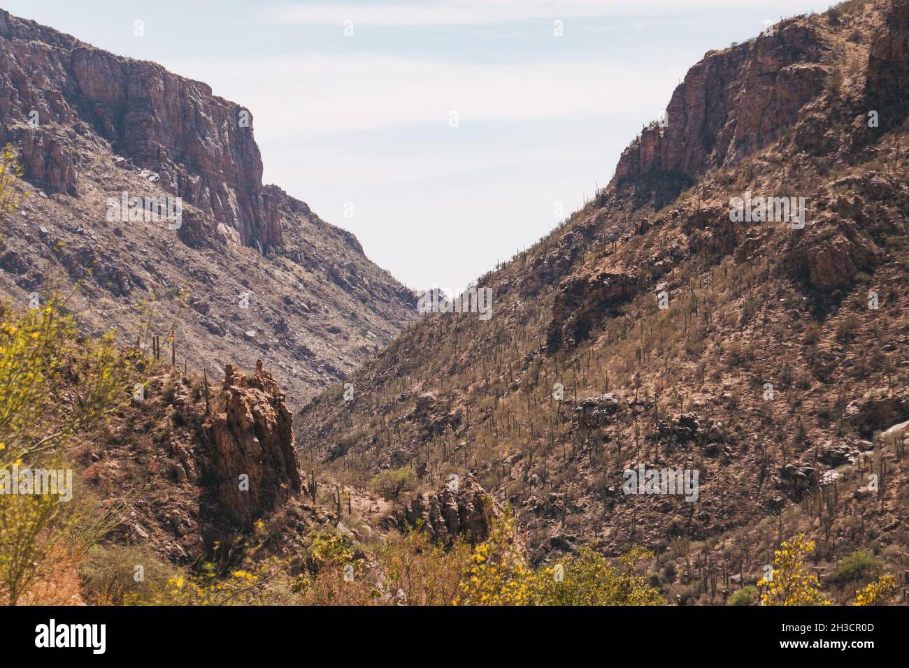 Le paysage aride et parsemé de cactus du canyon Sabino, à la périphérie de Tucson, en Arizona Banque D'Images