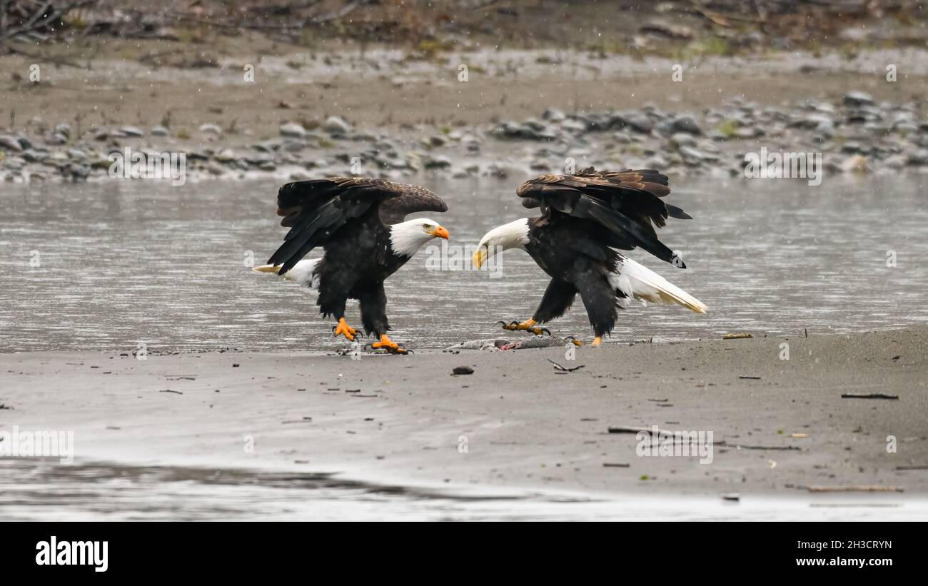 Une paire d'aigles à tête blanche matures sur le bord de la rivière Nooksack.Les ailes sont déployées et les pieds sont relevés du sol lorsque les flocons de neige tombent Banque D'Images