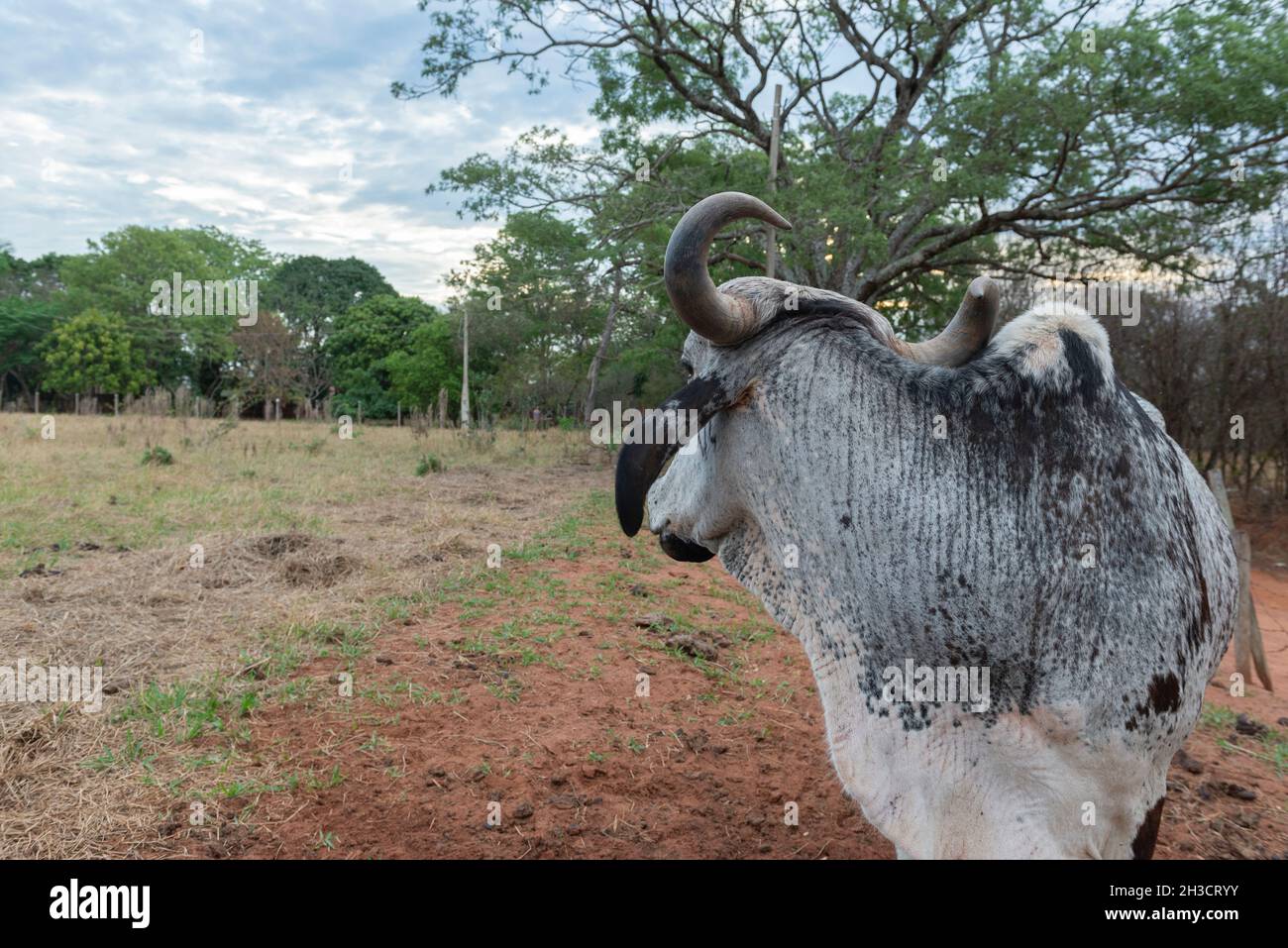 Gros plan sur Ox GIR à la ferme à la campagne. La race GIR est utilisée dans le monde entier pour la production de lait et de viande. Banque D'Images