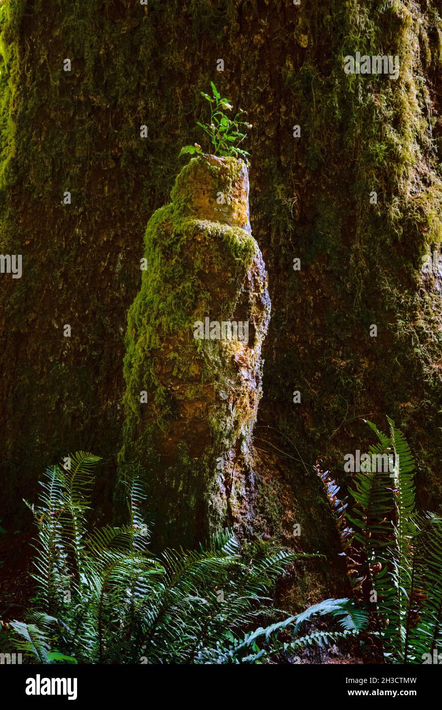 La vie s'élève d'un arbre en train de mourir sur le sentier de la rivière Hoh au parc national olympique de Washington Banque D'Images