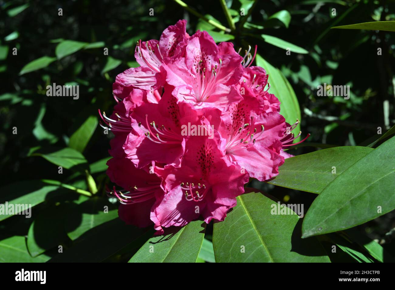 Belles fleurs au printemps Banque D'Images