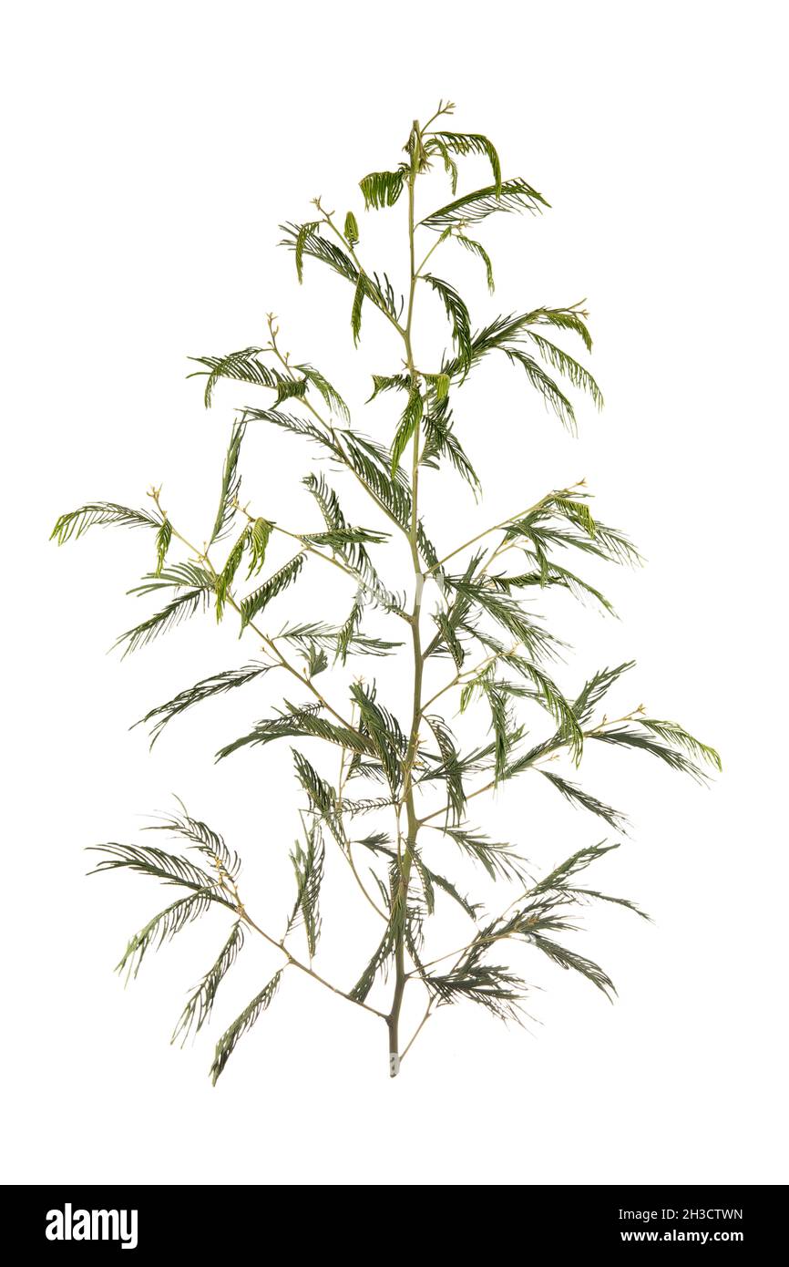 Branche d'Acacia dealbata, isolée sur fond blanc. Banque D'Images