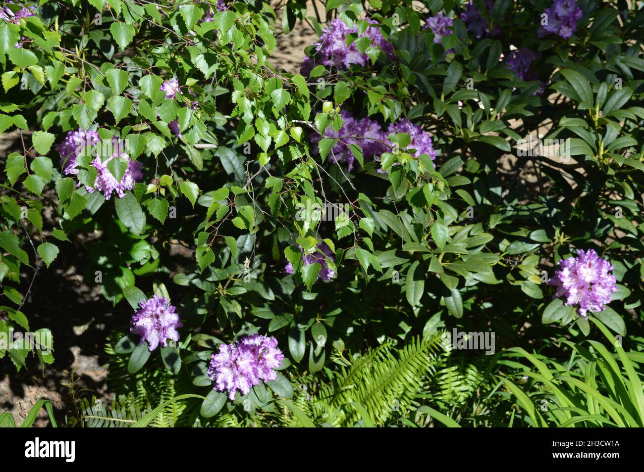 Belles fleurs au printemps Banque D'Images